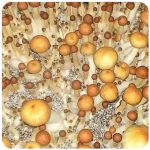 Псилоцибиновые (галлюциногенные)  грибы Psilocybin "Golden Teacher" в Новосиле