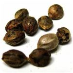Семена марихуаны АК-47  (Seeds AK-47) в Новосиле
